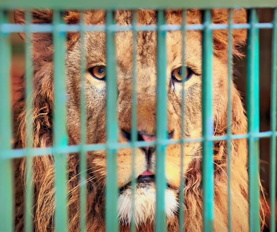 Worldwide Circus Bans - FOUR PAWS in US - Global Animal Protection