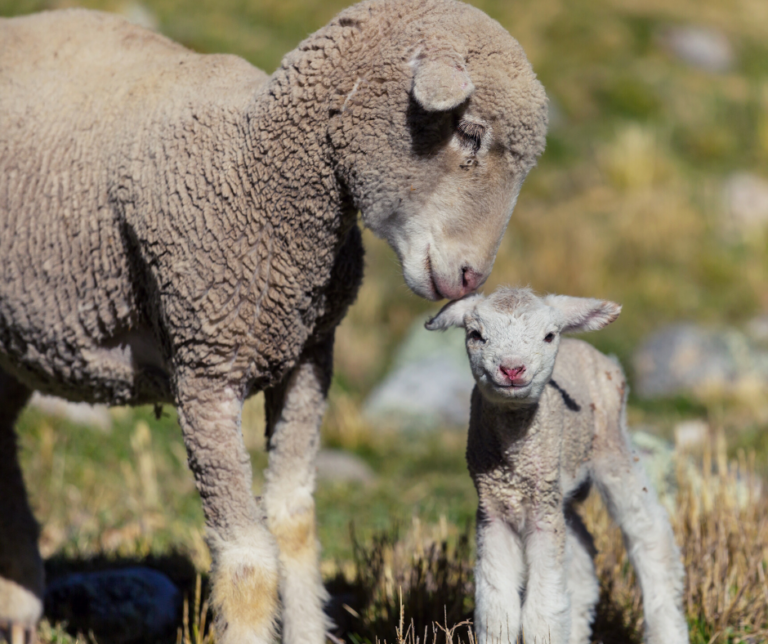 The timeline of the Animal Rights movement part one Ethical Globe