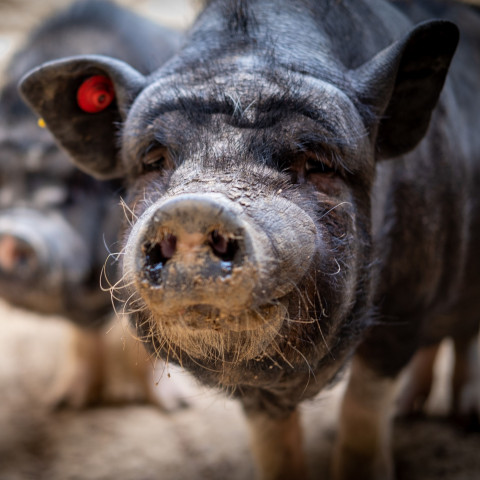 vegan animal shelter, vegan animal care, vegan animal rescue, vegan for the animals