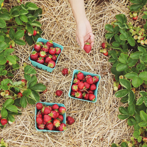 stock-free organic, vegan organic farms, veganic, animal-free agriculture, veganism