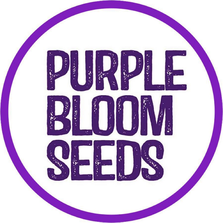 Purple Bloom Seeds