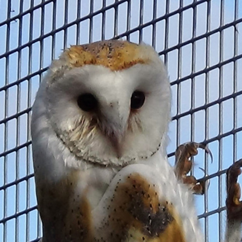 Brinsley Animal Rescue